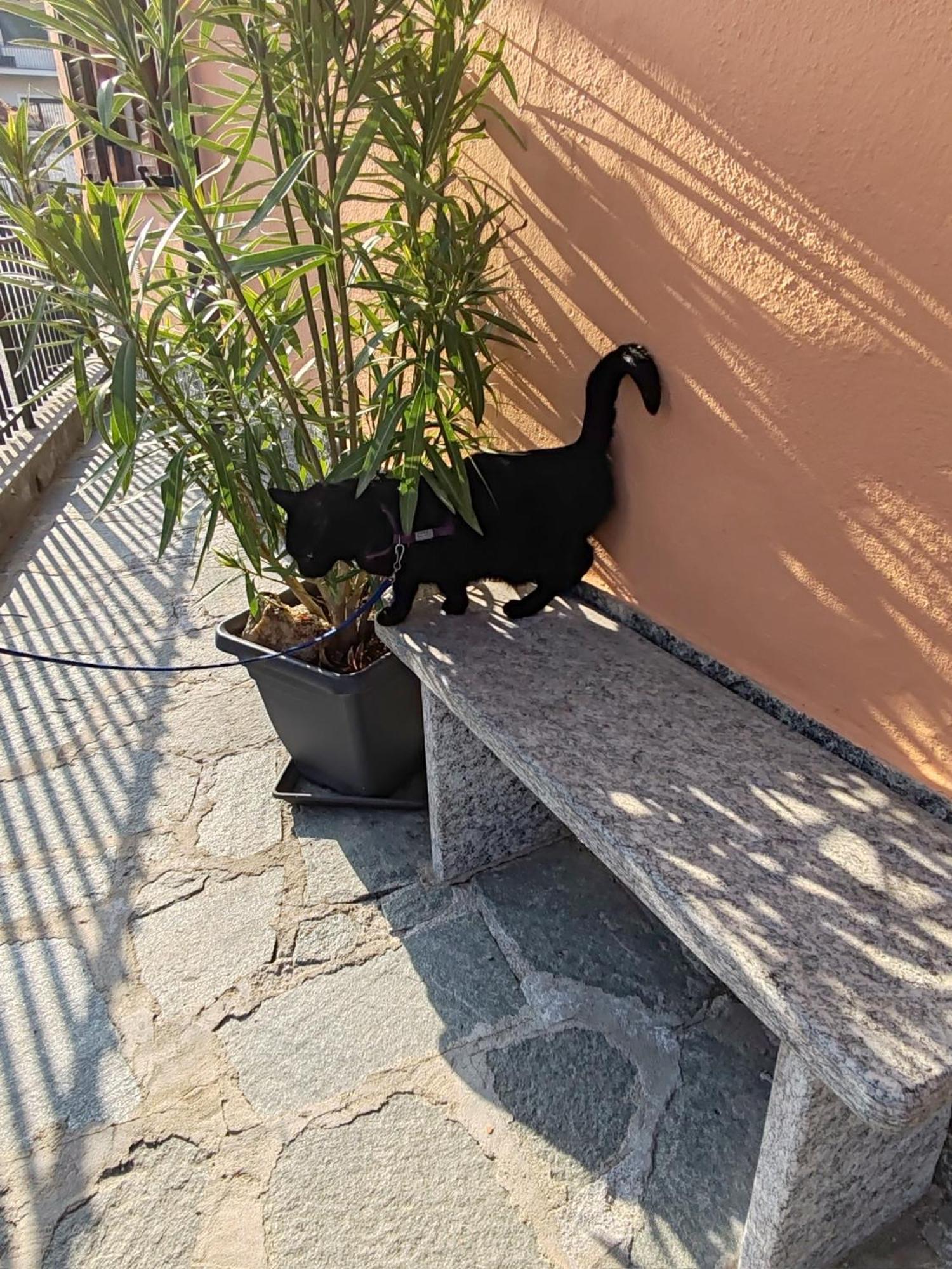 Apartment Ca Dai Noni Feriolo Luaran gambar